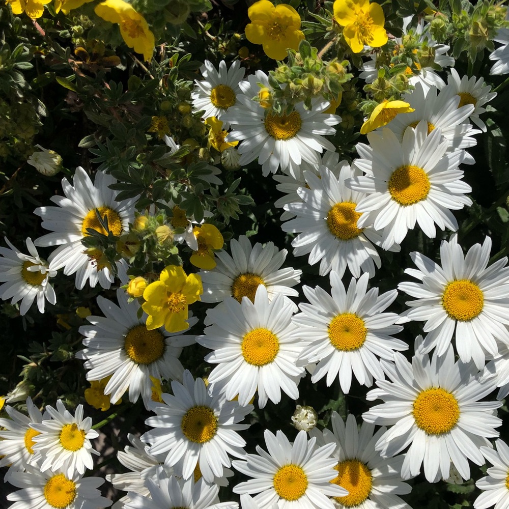 Meet your Posher, Grace